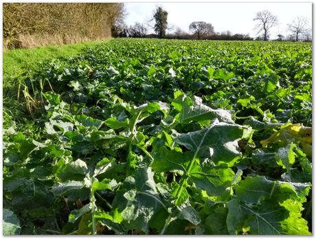 walk between Comberton and Toft during Lockdown, Harry Bhadeshia