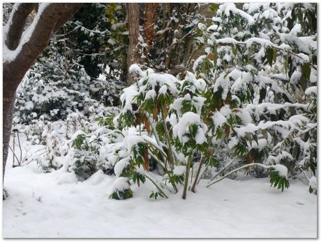 Snow , Saurabh, Sophie, Daniel and Harry