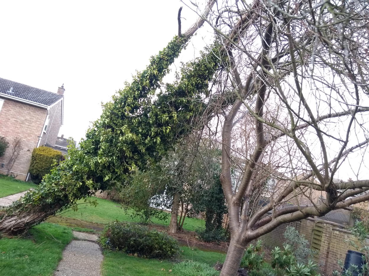 Storm Eunice, Comberton, Cambridgeshire, Harry Bhadeshia