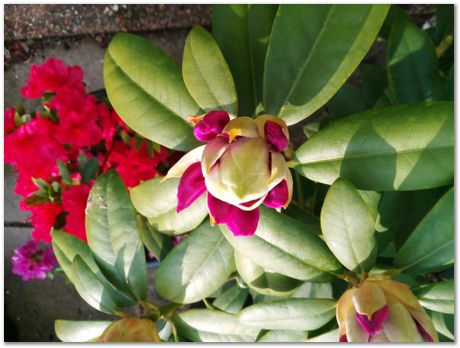 tins of tomatoes, sculptre, breaks on rail carriage, azaleas, rhodedendron, elevated computer