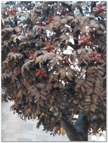 img_20251105_101327.jpg Nanjing, China, HSLA2025, high-strength low-alloy steels, Harry Bhadeshia, Ting Ping Hou, Kaiming Wu, Carlos Capdevila, Carlos Mateo