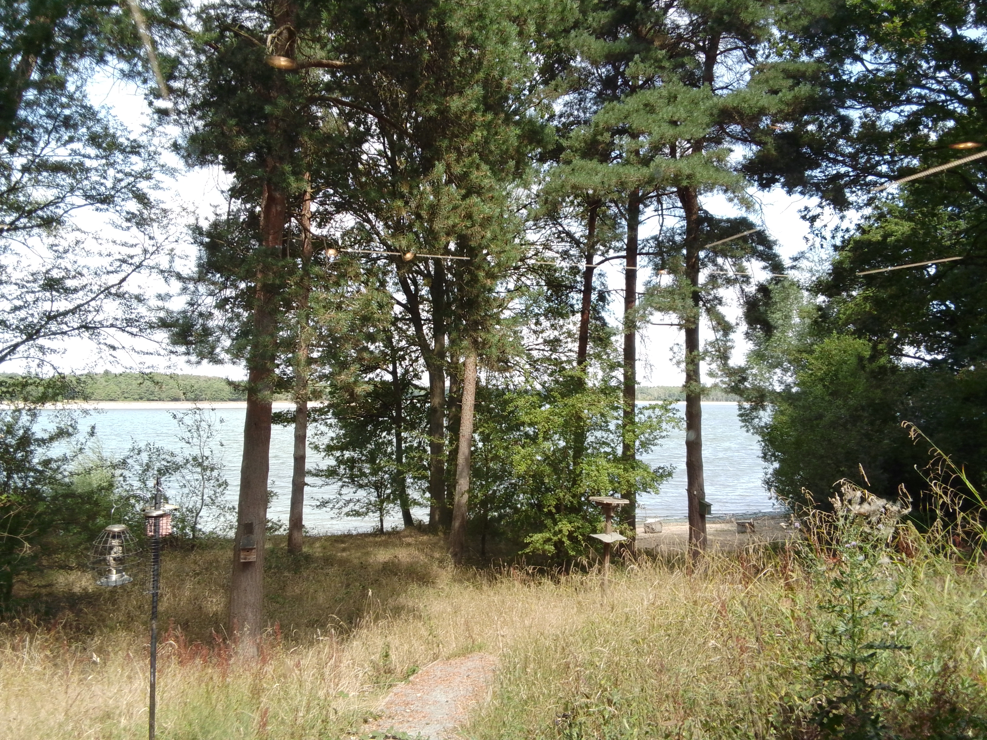 Scenic lake view through trees