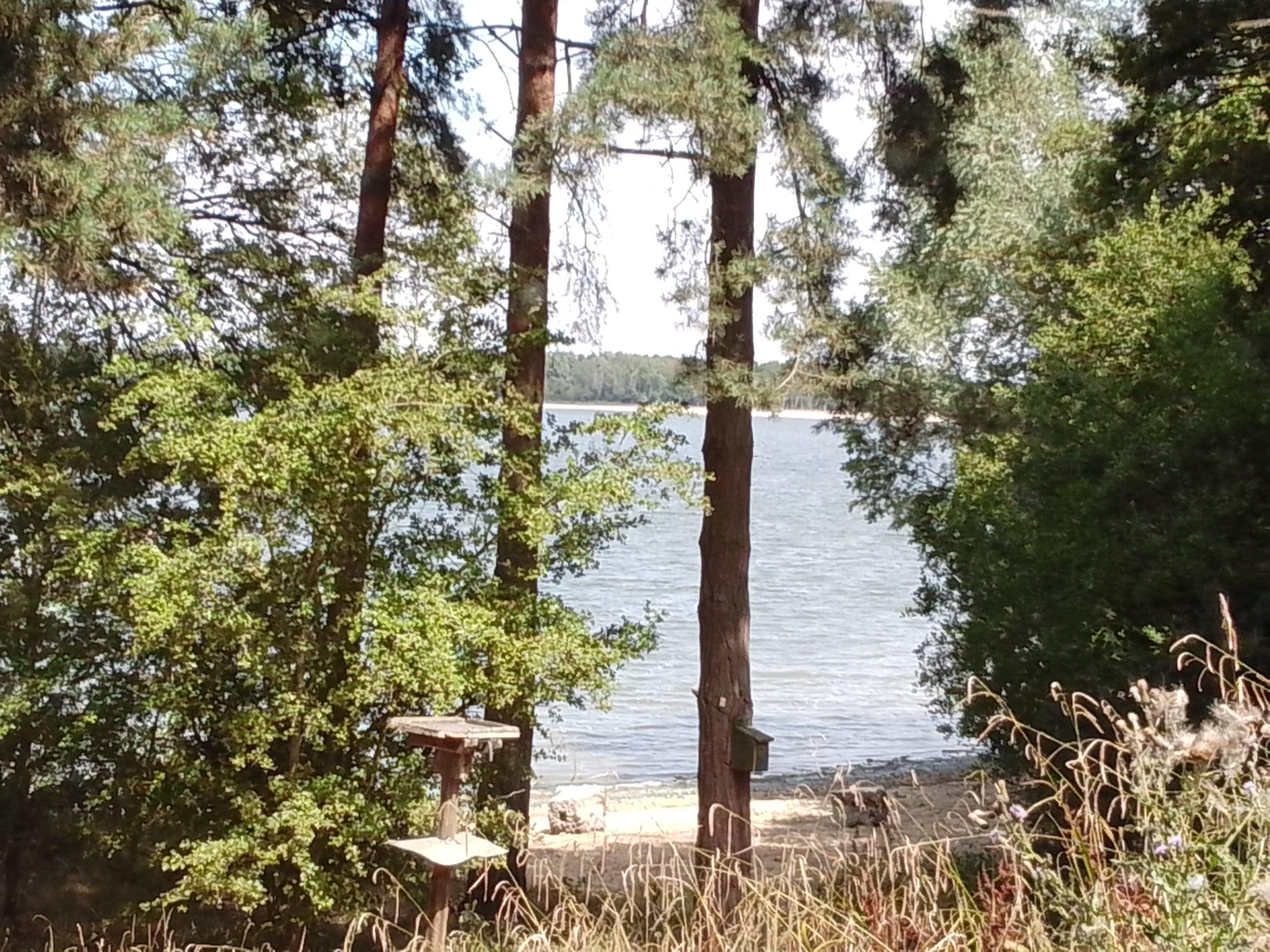 Lakeside forest view