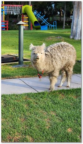 Rajdeep Mondal, Harry Bhadeshia and Chinnapat Panwisawas, Molycop  Arequipa
