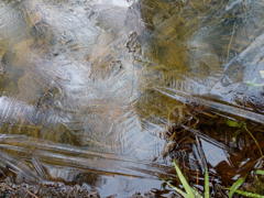 Ice dendrites, Andy Howe